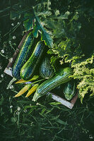 Freshly harvested zucchinis from the garden