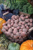 Korb mit frischen roten Kartoffeln und Kürbissen