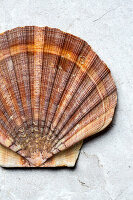 Scallop shell on a stone background