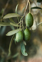 Green olives on a twig