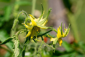 Close up von Tomatenblüten im Gemüsebeet