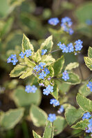 Blüte Kaukasus-Vergissmeinnicht (Brunnera macrophylla) 'Silver Heart', Portrait