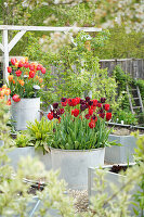 Rote und schwarzrote Tulpen (Tulipa) in einem Zinktopf, Sorten 'Red Dress', 'Sarah Raven', 'Black Jack', 'Havran', 'Kingsblood', 'Chrystal Beauty' im Garten