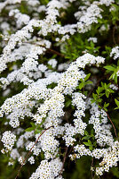 Blühende Schneeballspiere (Spiraea thunbergii), Thunbergs Mädesüß