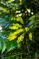 Blühende Mahonie (Mahonia), close-up