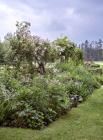 Romantische Gartenansicht mit blühender Kletterrose (Rosa) am Rankgitter