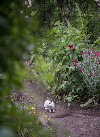 Kaninchen auf Gartenweg zwischen blühenden Stauden