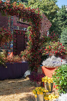 Herbstliche Dekoration mit Blumen und  Granatäpfeln (Punica granatum) im Freien