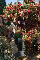 Herbstliches Arrangement mit roten Trauben, Granatäpfeln (Punica granatum) und Blättern im Freien