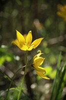 Weinberg-Tulpe (Tulipa sylvestris) im Frühlingsgarten