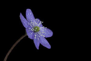 Leberblümchen (Hepatica nobilis) mit Tau auf schwarzem Hintergrund