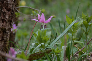 Hunds-Zahnlilie (Erythronium dens-canis) im Frühlingsgarten