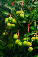 Junge Mangos mit üppigen Blättern an Zweigen hängend