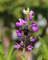 Schwarze Holzbiene auf lila Lupinenblüte (Lupinus)