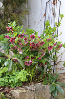 Blühende Lenzrose (Helleborus orientalis) im Frühlingsgarten