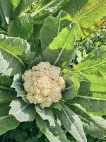 Blumenkohlpflanze (Brassica oleracea) im Gartenbeet
