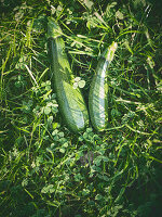 Frauenfuß neben zwei Zucchini im grünen Gras im Sommergarten