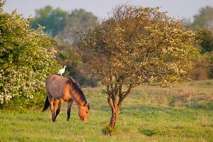 France, Somme, Baie de Somme, Le Crotoy, Henson horses in the marshes with heron, this breed was created in the Bay of Somme for equestrian walk and eco-grazing