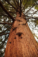 Low angle view of a Western Red Cedar in Olympic National Park, WA, USA.