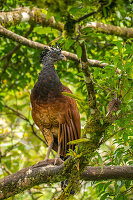 Costa Rica, Arenal Observatory. great curassow, female, perched in tree