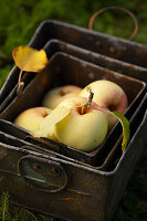 Metallboxen mit gelben Äpfeln