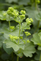 Blühender Frauenmantel im Detail