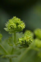 Blühender Frauenmantel im Detail