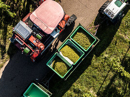 Aerial view of tractor and harvesting bins full of green grapes at sunny vineyard