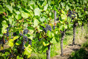 Sunlight over black bunches of grapes hanging from green grapevines in vineyard