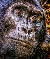 Bwindi Impenetrable Forest, Uganda, Africa. Close-up portrait of Silverback Mountain Gorilla, alpha male of his clan.