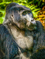 Bwindi Impenetrable Forest, Uganda, Africa. Close-up portrait of Silverback Mountain Gorilla, alpha male of his clan.