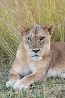 Zambia, South Luangwa National Park. Lioness.