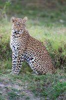 Zambia, South Luangwa National Park. Leopard.