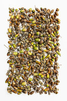 Verschiedene Eicheln und Kappen auf weißem Hintergrund