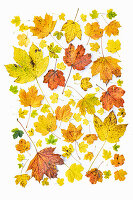 Einheimische Ahornblätter der Schweiz in Herbstfärbung auf weißem Hintergrund