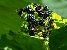 Ripe blackberries on the bush