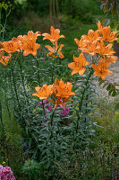 Feuerlilien (Lilium bulbiferum)