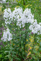 Wiesen-Phlox (Phlox maculata 'Omega')