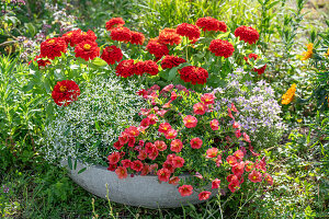 Betonschale bepflanzt mit Zinnien, Zauberschnee, Elfenspiegel und Zauberglöckchen 'Noa Papaya'