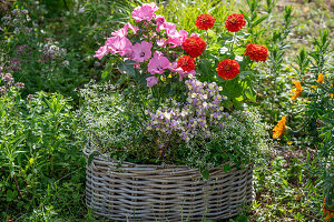 Runder Korb bepflanzt mit Bechermalven, Elfenspiegel, Zinnie und Zauberschnee
