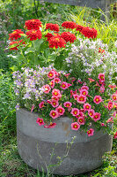Betonschale bepflanzt mit Zinnien, Elfenspiegel und Zauberglöckchen