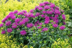  Indian nettle and lady&#39;s mantle 