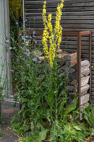  Chicory and candelabra mullein have sprouted between the terrace joints 