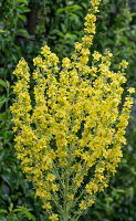  Blossom of candelabra mullein 