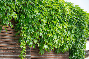  Wild vine hangs from the carport 