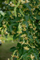  Flowers of the summer linden 