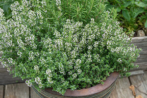  Common thyme 