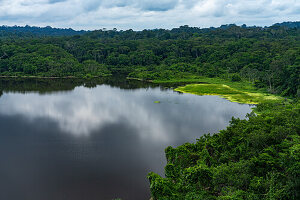 Üppiger Regenwald entlang der Añangu-Lagune im Napo Wildlife Center im Yasuni-Nationalpark in Ecuador.