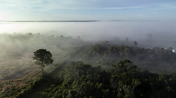 Luftaufnahme des üppigen Regenwaldes mit Nebel und Dunst im ruhigen Morgenlicht, Santarem, Para, Brasilien.