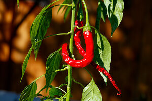 Rote Chilischoten an der Pflanze